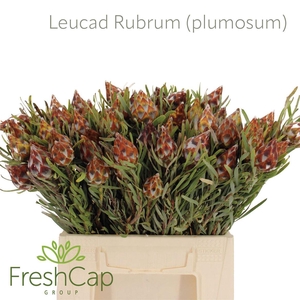 Leucad Rubrum (plumosum)
