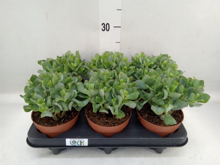 <h4>Crassula   ...</h4>