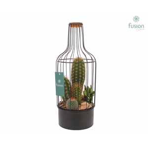 Fles metaal zwart Medium met Cactussen