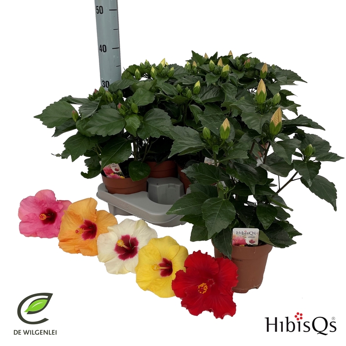 <h4>HIBIS GEM</h4>