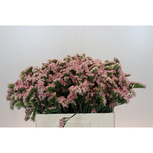 Limonium sinuatum Lucia Apricot+