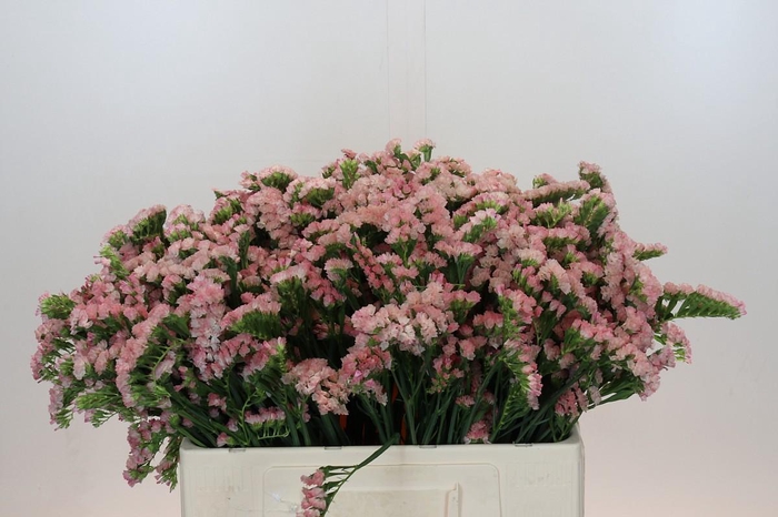 Limonium sinuatum Lucia Apricot+