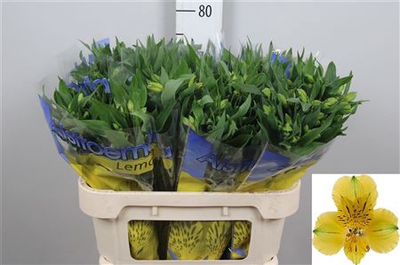 <h4>Alstr Lemon</h4>