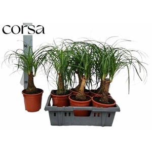 BEAUCARNEA RECUR