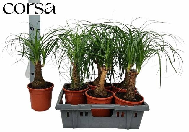 <h4>BEAUCARNEA RECUR</h4>
