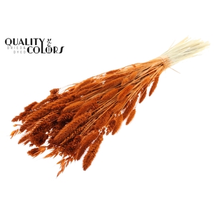 Dried Flower Mix bunch Bleached Terracotta