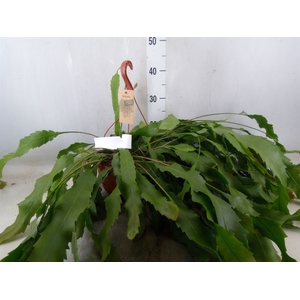 Lepismium houlletianum