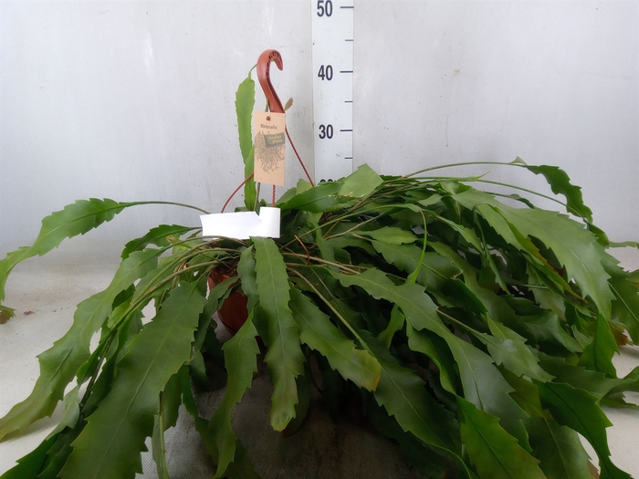 <h4>Lepismium houlletianum</h4>