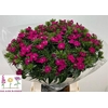 Dianthus Br Amazon Neon Cherry