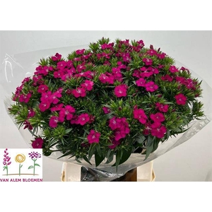 Di Barbatus Neon Cherry Alem