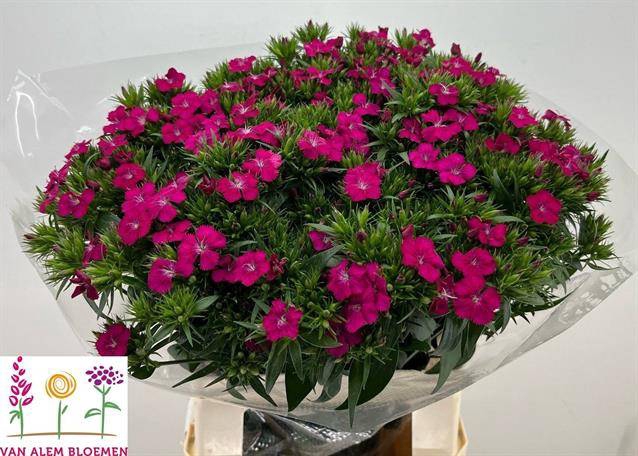 <h4>Di Barbatus Neon Cherry Alem</h4>