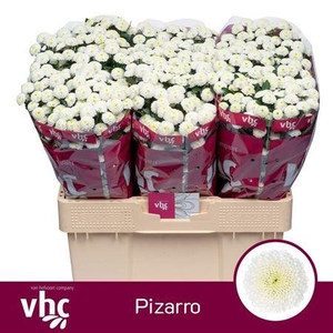 Chr S Pizarro 1000gr