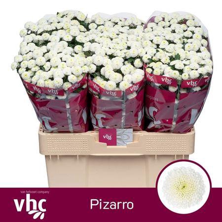 <h4>Sant Pizarro</h4>