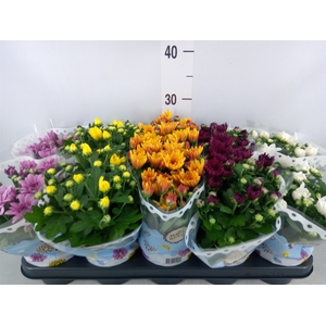 Chrysanthemum   ..rosebud mix