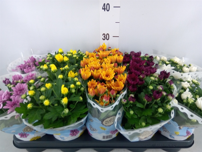 <h4>Chrysanthemum   ..rosebud mix</h4>