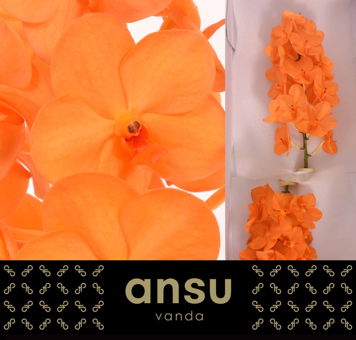 <h4>Vanda Princess Orange</h4>