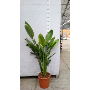 Strelitzia reg.