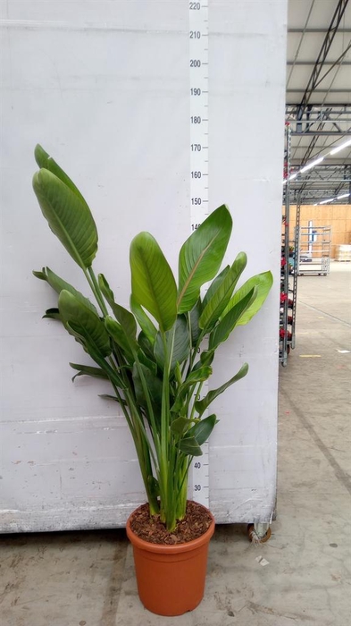 <h4>Strelitzia reg.</h4>