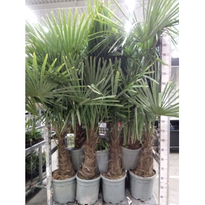 Trachycarpus fortunei