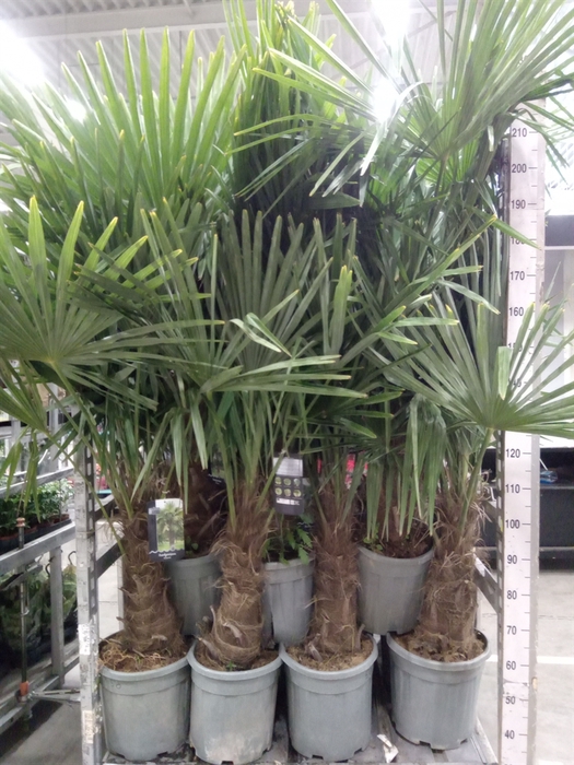 <h4>Trachycarpus fortunei</h4>