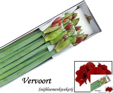 <h4>Hipp Ga Ferrari</h4>