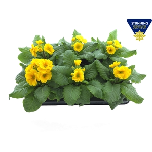 PRIM EL SIBEL GOLDGE