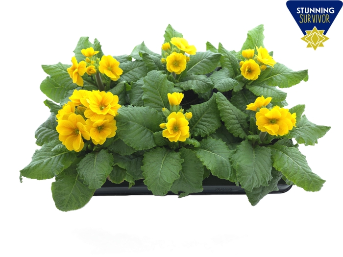 PRIM EL SIBEL GOLDGE