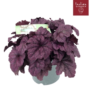 Heuchera Indian Summer P19 Purple