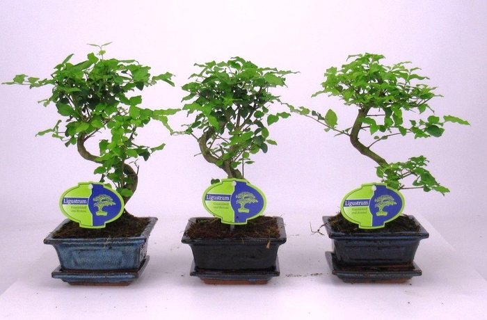 <h4>Ligustrum sinensis, 12cm., shape, with drip tray</h4>