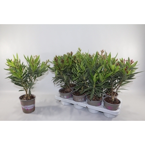NERIUM OLEANDER OV