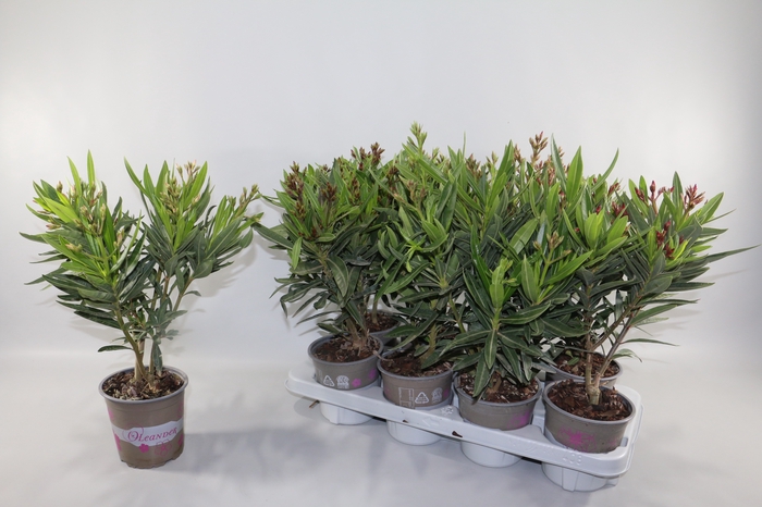 <h4>NERIUM OLEANDER OV</h4>