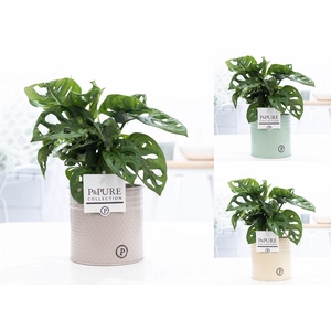 Monstera Adansonii in P&PURE Louise 4 mix ass.3