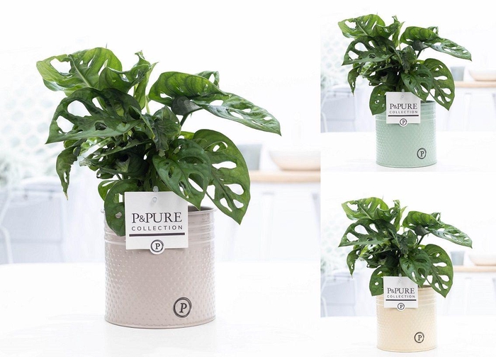 <h4>Monstera Adansonii Zink Louise</h4>