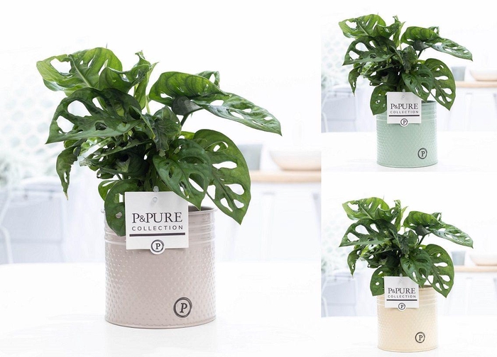 <h4>Monstera Adansonii in P&PURE Louise 4 mix ass.3</h4>