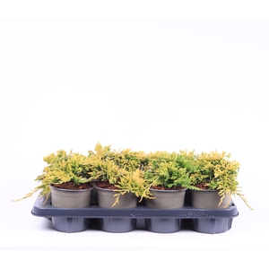 Juniperus horiz. 'Golden Carpet'
