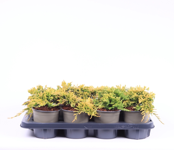 <h4>Juniperus horiz. 'Golden Carpet'</h4>