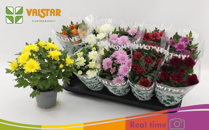 <h4>CHRYS GEM 7 KL</h4>