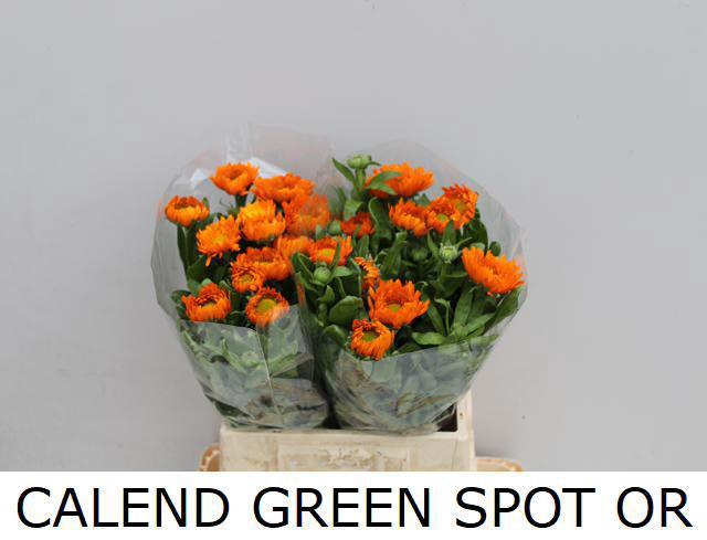 <h4>CALEND GREEN SPOT OR</h4>
