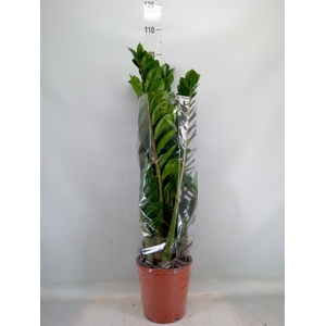 Zamioculcas zamiifolia