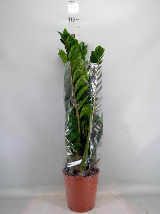 <h4>Zamioculcas zamiifolia</h4>