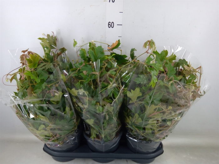 <h4>Cissus rhombifolia 'Ellen Danica'</h4>