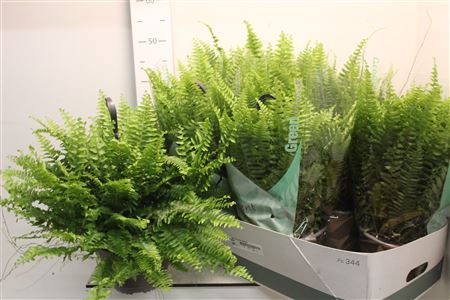 <h4>Nephr Ex Green Momen Hangpot</h4>