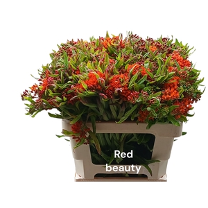 ASCL T RED BEAUTY