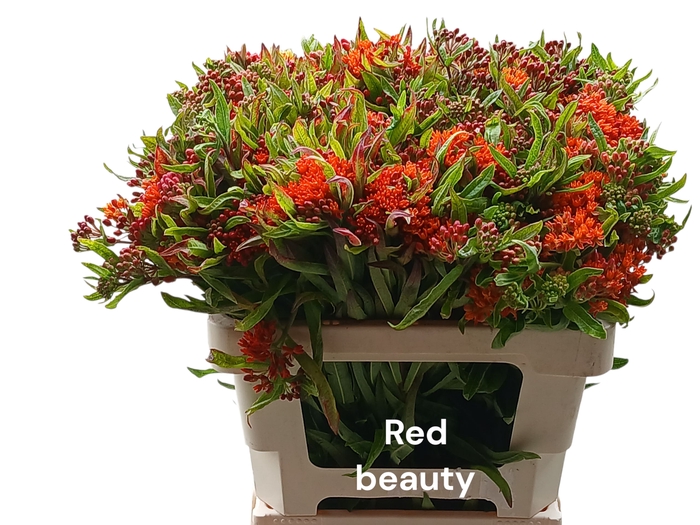 <h4>ASCL T RED BEAUTY</h4>