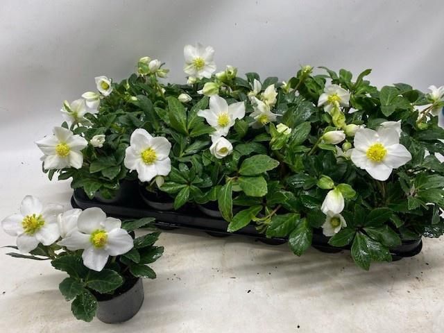 <h4>HELL NI LITTLE STAR</h4>