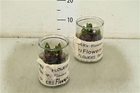 ****arr Hyacinth Met Snow****