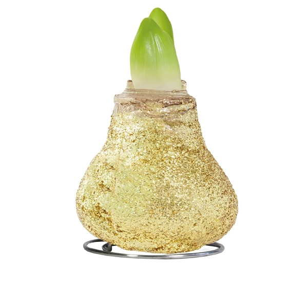 <h4>Amaryllis Touch of Wax Magic Gold 6x1, rode bloem, Tray236</h4>