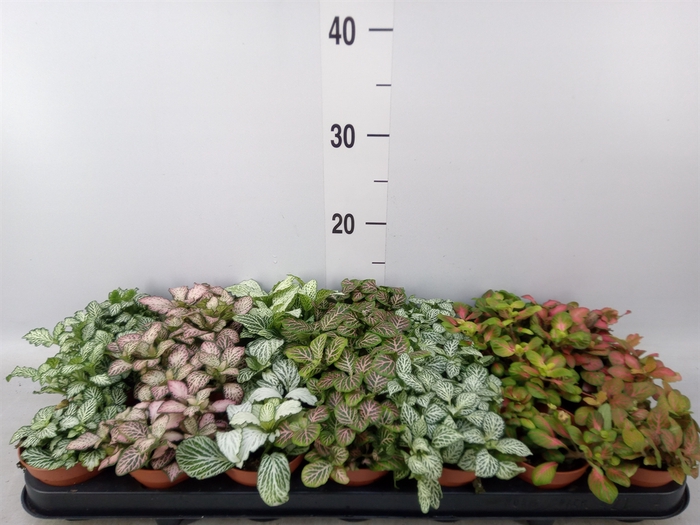 <h4>Fittonia   ...mix 7</h4>