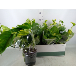 Epipremnum pinn. 'Aureum'