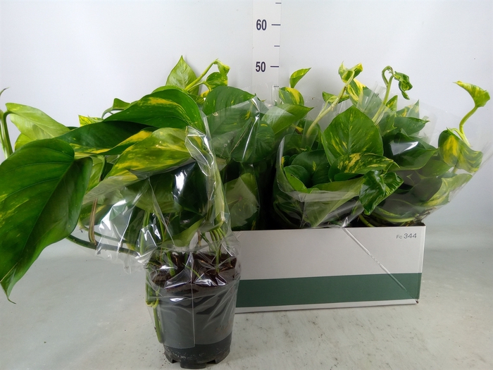 <h4>Epipremnum pinn. 'Aureum'</h4>